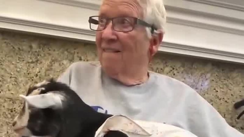 Seniors surprised by therapy goats