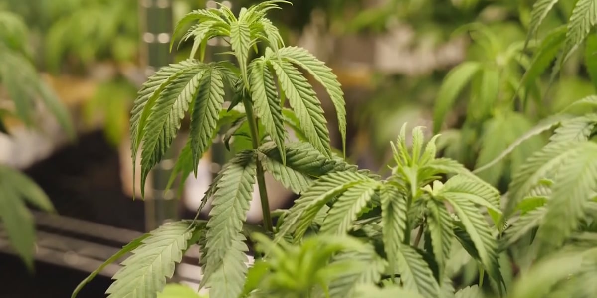 Marijuana grow operation found in Clermont County after toddler ingests marijuana