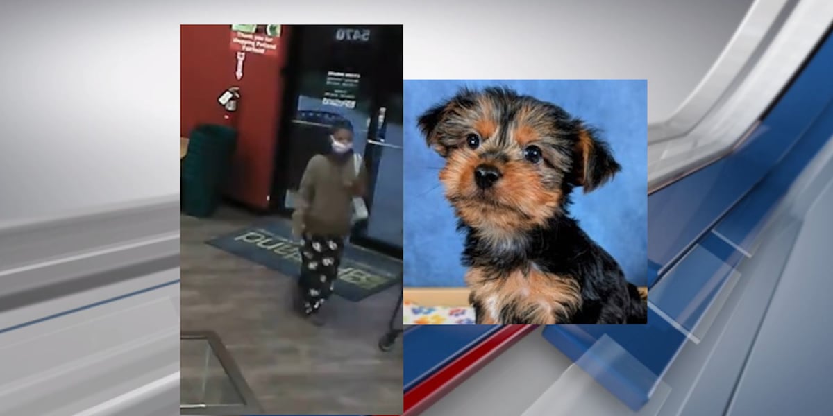 Puppy stolen from Fairfield pet store, police say Puppy stolen from Fairfield pet store, police say