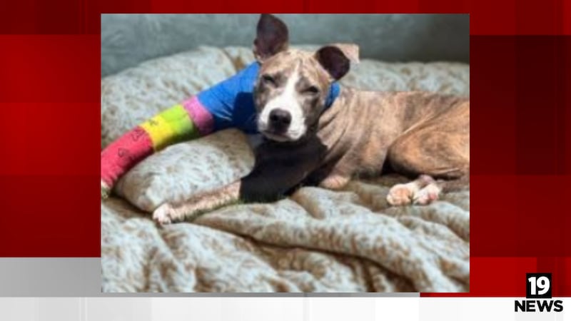 4-month-old puppy recovering with Northeast Ohio foster family after being thrown from...