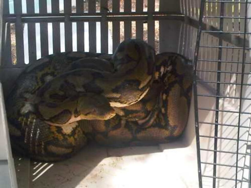 14-foot long, 130 pound python found in family's yard