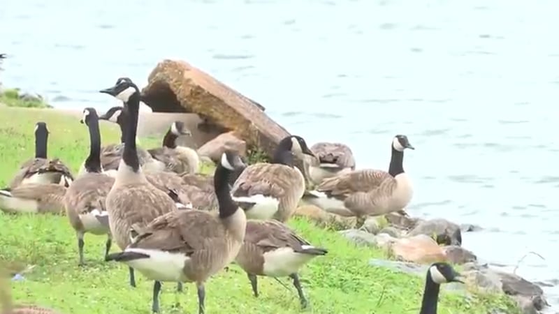 An HOA board in Madison voted to euthanize hundreds of geese living in the Edgewater...