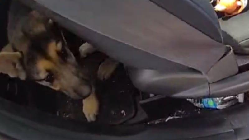 Parma woman arrested after leaving puppy inside vehicle while visiting Cedar Point
