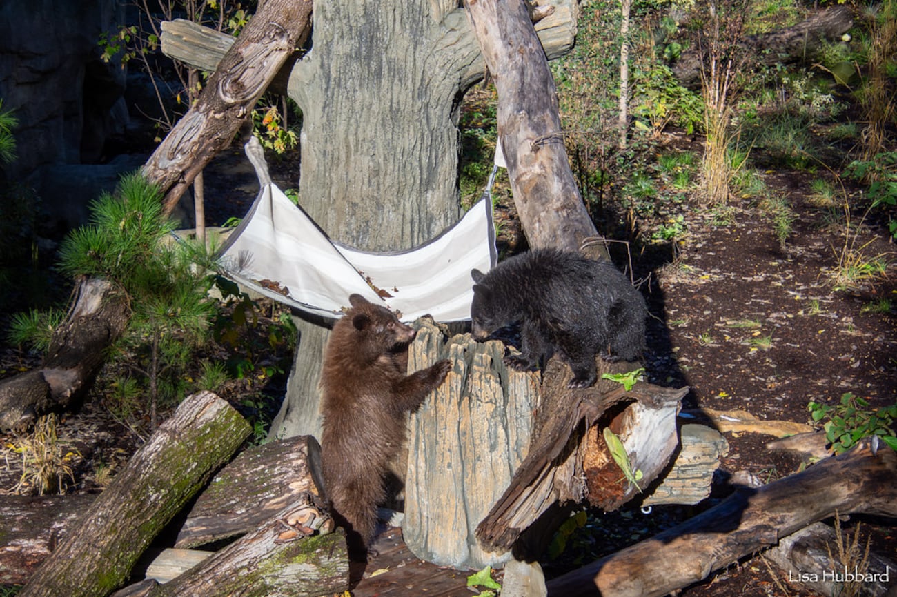 Bear Ridge Zoo’s Bear Ridge opens, features debut of 2 bear cubs