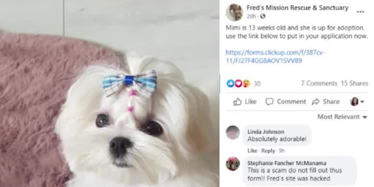 Ant Ranch Scam Hackers targeting animal rescues, potential adopters with online scam