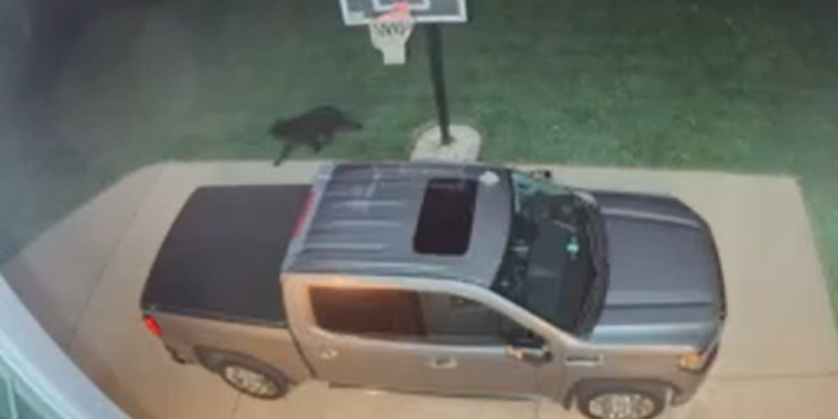 Wildlife expert advises caution after black bear sightings in Tri-State