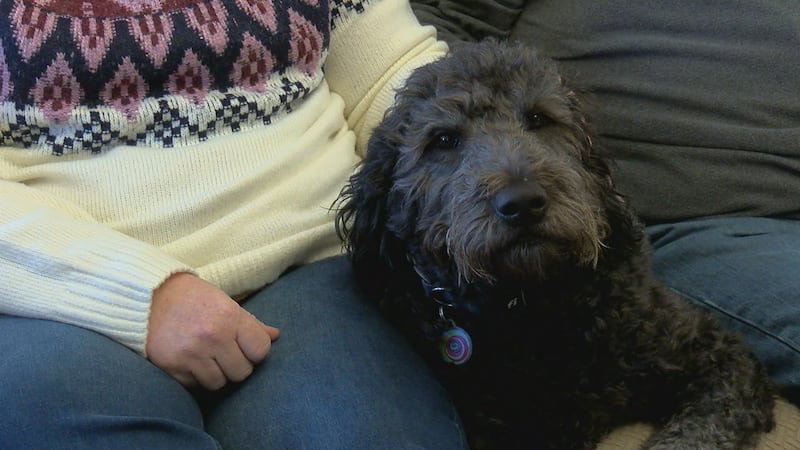 The Bordewyk family let their two dogs out of their home on Hubble Road near St. James School...